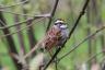 White -throated Sparro, Central Park  4 2020