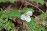 White Trillium Central Park April 2020